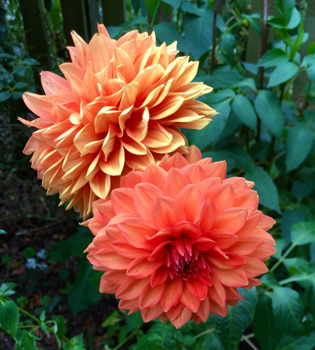 Cholsey open gardens