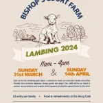 Bishops Court Farm: Lambing 2024